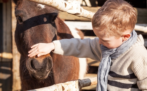 Young boy and equine therapy